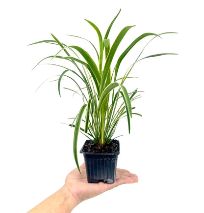 Variegated Liriope | 9 Live 4 Inch Pots | Liriope Muscari Variegata | Ornamental Ground Cover Plants | Evergreen Foliage