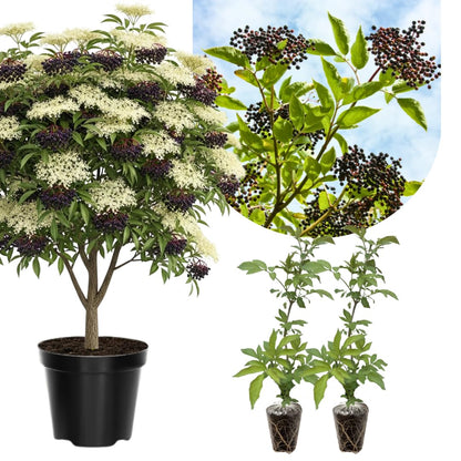2 Black Elderberry Plants Live for Planting 6 to 12 Inch Tall, American Elderberry Trees Live Plants, Sweet Elderberries Fruit