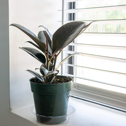 Perfect Plants Rubber Plant Ficus Elastica 'Burgundy' in 6in. Grower's Pot, Live Indoor Houseplant Unique Home Décor
