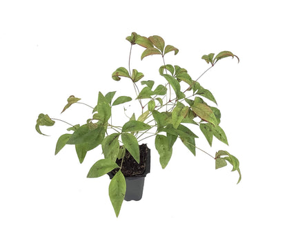 Firepower Heavenly Bamboo | 10 Live Plants | Nandina Domestica | Compact Ornamental Shrub, Year-Round Color, Low Maintenance, Bright Red Foliage, Outdoor Landscape, Garden Accent