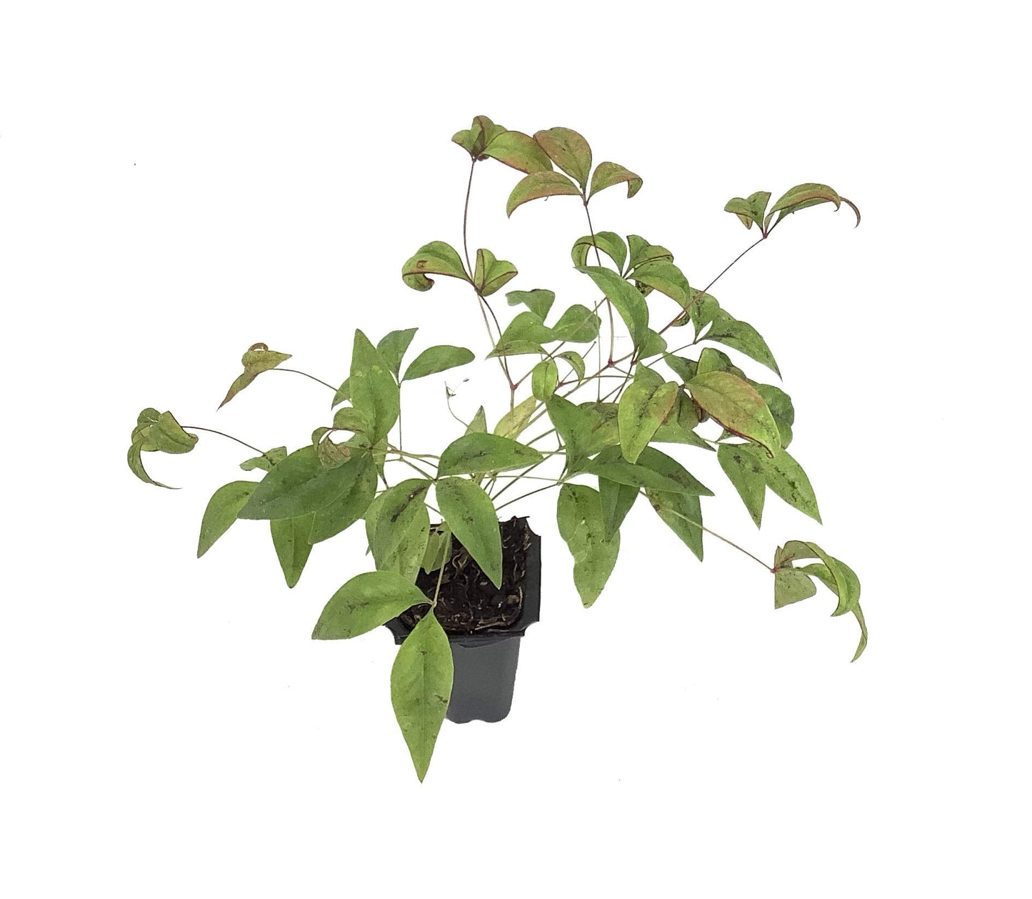Firepower Heavenly Bamboo | 20 Live Plants | Nandina Domestica | Compact Ornamental Shrub, Year-Round Color, Low Maintenance, Bright Red Foliage, Outdoor Landscape, Garden Accent