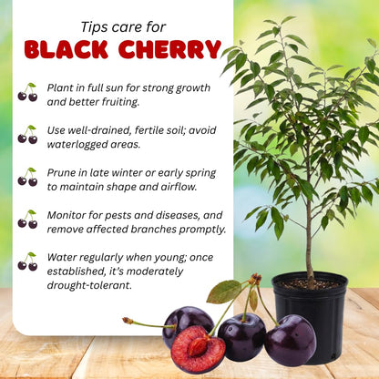 2 Black Cherry Trees Live Plants Bare Roots, Sweet Cherry Fruit Tree Plant for Gardening Outdoor, 1 to 1.5 FeetTall
