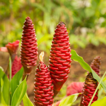 Set 10 Awapuhi Shampoo Ginger Roots, Zingiber Zerumbet Tropical, Fresh Ginger for Grow Garden, Ready to Grow