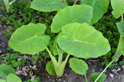 Elephant Ear Bulbs for Planting - Colocasia – Large Tropical Elephant Ears for Garden & Containers – Fast-Growing Ornamental Bulbs (3 Bulbs)