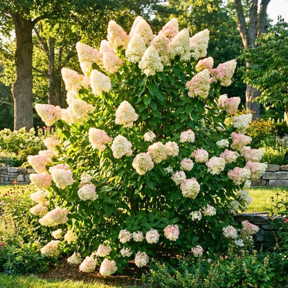 Light Lime to Pink Cream Hydrangea Plant Live Tree, Rare Color, 4" Pot, Perennial and Hardy Blooming Shrub for Garden Spring Planting