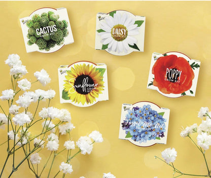 BUZZY Seeds Mini Terracotta Pots 12-Pack with Plant Seeds, Poppy, Sunflower, Daisy, Cactus and Forget Me Not, All-in-One Seed Starter Kit, Indoor Outdoor Gardening Gift, Wedding Favors, Mother's Day
