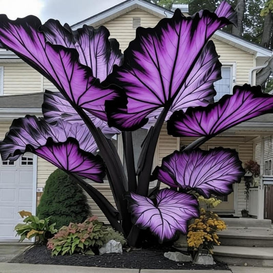 EDRHTJG Giant Leaf Foliage-Elephant Ear-Alocasia for Outdoor Garden Patio Decor Natural Vibrant Tones-Natural Privacy Screen (8)