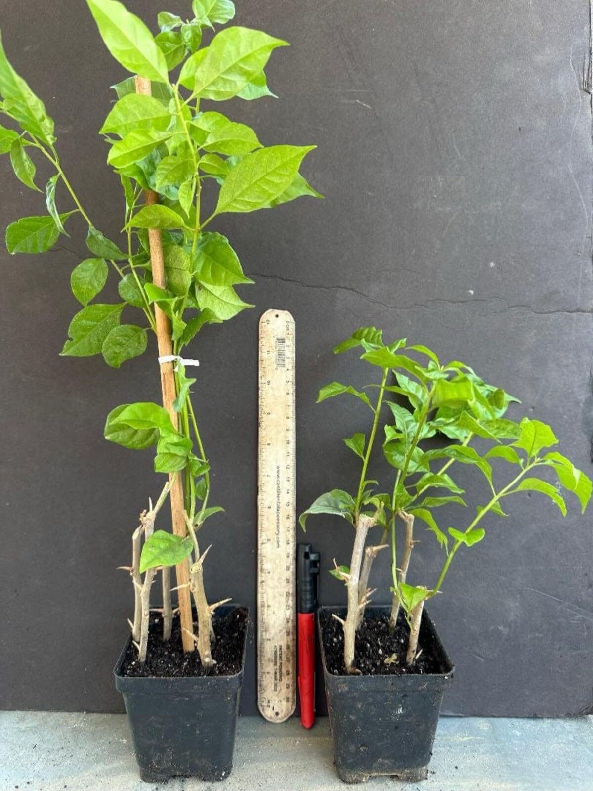 Live Plant - 4” Pot of Gold Live Rooted Bougainvillea Plant