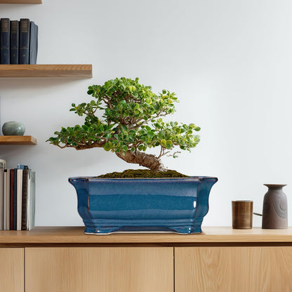 Teagas Bonsai Tree Pot - 13.7 Inch Large Ceramic Succulent Planter for Indoor Outdoor, Rectangle Plant Pot with Drainage Hole, Decorative Flower Pots, Home Decor, Gifts for Plant Lovers, Retro Blue