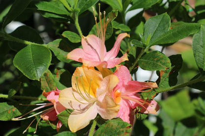Live Plant - Garden Rainbowpink & Yellowazalea Rhododendronrooted Plantmay Be Dormant!