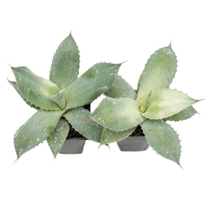 2 Artichoke Agave Succulents (Agave parryi VAR. truncata) | Live Evergreen Plant with Blue-Gray Rosette Form | Drought-Tolerant & Cold-Hardy for Landscaping, Rock Gardens & Containers in 3.5" Cubes