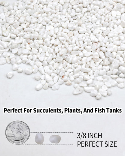 FAHAXIKI 6LB White Succulent & Cactus Gravel Pebbles - 1/4-3/8 Inch Natural Polished River Rocks, Decorative Stones for Plants, Terrariums, Vases, Aquariums & Outdoor Gardening