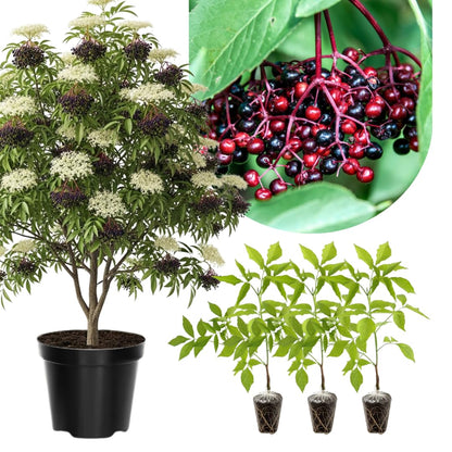 3 Black Elderberry Plants Live for Growing 6 to 12 Inch Height, American Elderberry Bush Live Plants, Sweet Fruit Trees