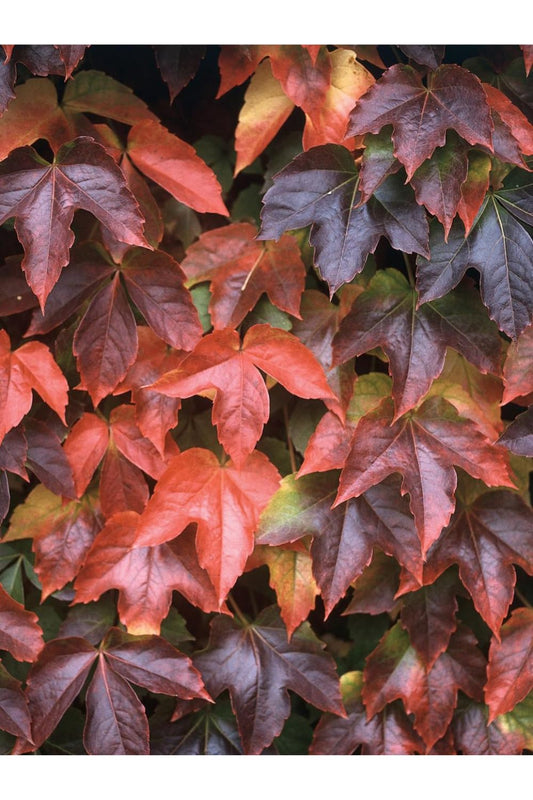 Boston Ivy Plant - Parthenocissus ticuspidata Veitchii - 2.5" Pot