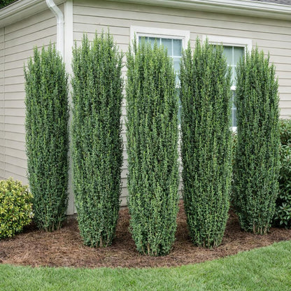 Sky Pencil Holly Live Plant, 4" Pot, 12-18" Tall, Columnar Holly Shrub, Fast Growing Hedge Plant, Ideal for Containers, Entryways or Gardens