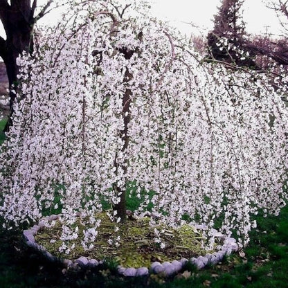 Cherry Blossom Tree Live Plant, 8-12" Tall, Ornamental Flowers for Outdoor Planting, in Pot (Weeping Cherry)