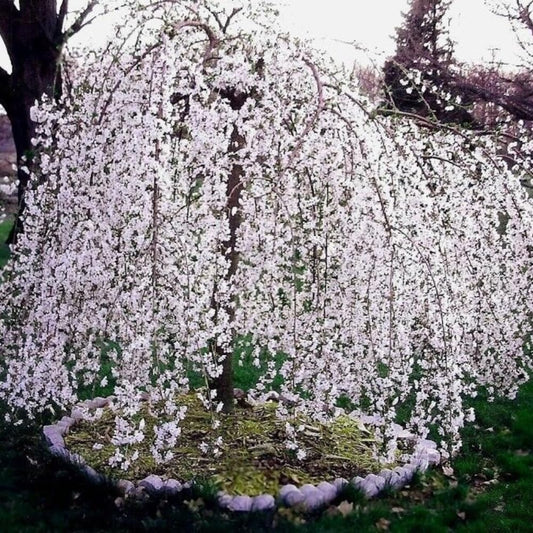 Cherry Blossom Tree Live Plant, 8-12" Tall, Ornamental Flowers for Outdoor Planting, in Pot (Weeping Cherry)