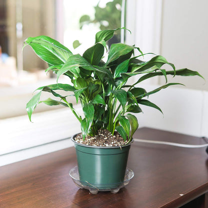 PERFECT PLANTS Peace Lily 6in in Midnight Blue Décor Pot | Spathiphyllum | 15in. Tall | Easy Care Houseplant | Perfect for Moderate to Bright Light Conditions | Air Purifying