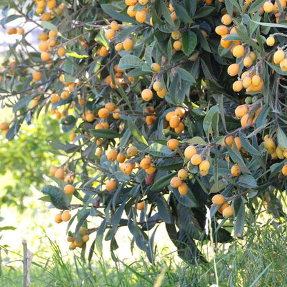 Seedling Loquat Tree Live Plant 3 Gallon, Loquat Fruit Tree 2 to 3ft Tall, Sweet Fruit Tree Growing Plant, No Ship to CA