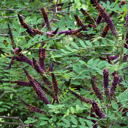 5 False Indigo Bush Live Plant 6-12 Inch | Amorpha fruticosa | Hardy Flowering Shrub with Deep Purple Spikes | Ideal for Pollinator Gardens & Landscapes