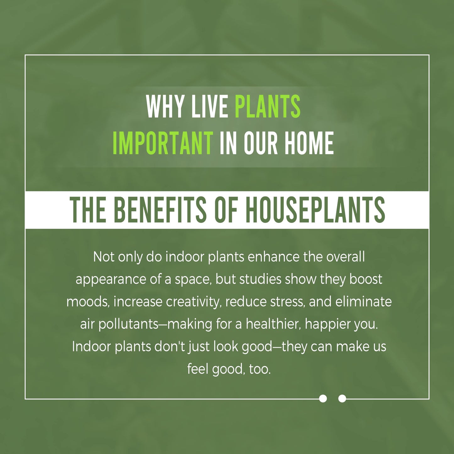LEAL PLANTS ECUADOR Monstera Adansonii Swiss Cheese Plant (Pack of 2) Indoor houseplant | Live Plant Easy to Grow Indoor| Air Purifying Indoor Plant, Unique Gift for Plant Lovers