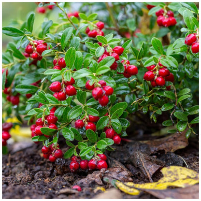 Blueberry Plant in 1 Gallon Pot, 1-2 Ft Tall, Pink Lemonade Blueberry Tree for Planting, Well Rooted and Cold Hardy Blueberry Tree, No Ship to CA