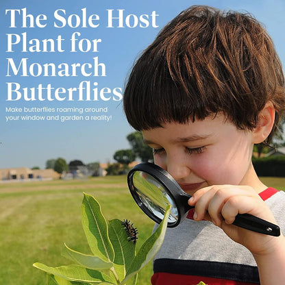 American Plant Exchange Live Milkweed Plant, Host for Monarch Butterflies, Plant Pot for Home and Garden Decor, 6" Pot