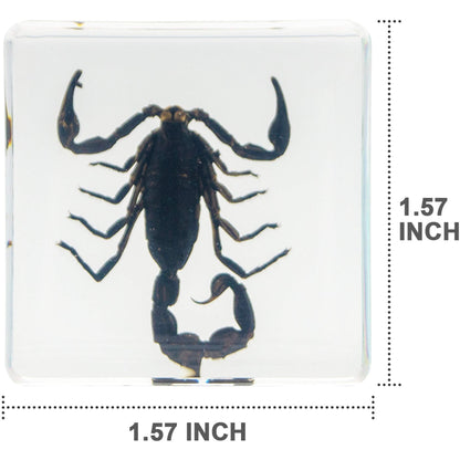 Insect Specimen Set, Bugs Collection Scientific Education Gift for Kids Aged 3-8-12 (Spider, Scorpion, Cricket, Chafers, Stink Bug, Spotted Lanternfly Resin Collection)