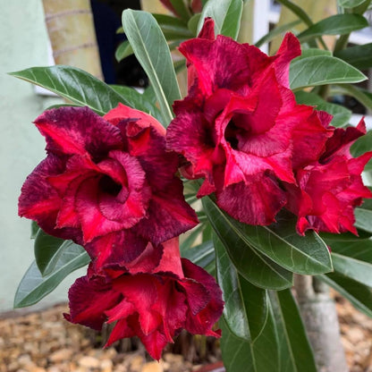 Set 3 Live Desert Rose Plants, Assorted Flowering Succulent Houseplant, Indoor Outdoor Growing 4-7'' Tall
