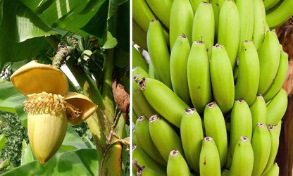 2 Plants Musa Basjoo Banana Tree - Cold Hardy Variety - 8 to 10" Tall - Perfect for Any Garden