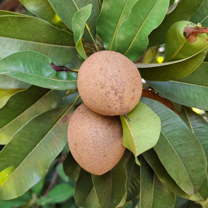 Sapodilla Tree Live Plant, Sapote Seedling in Half Gallon Pot, 6 to 10 Inches Tall, Sapodilla Plant for Outdoor Garden