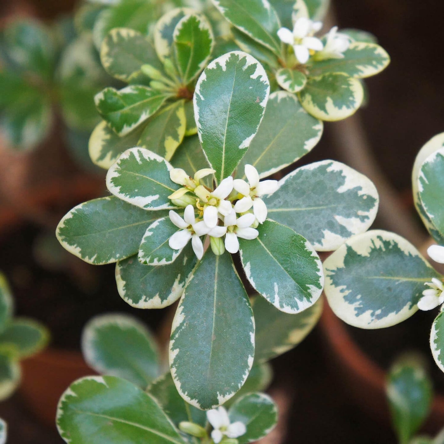 Variegated Pittosporum 'Japanese Mock Orange' (2.5 Quart) Evergreen Shrub with Green and Cream-White Foliage - Part Sun Live Outdoor Plant