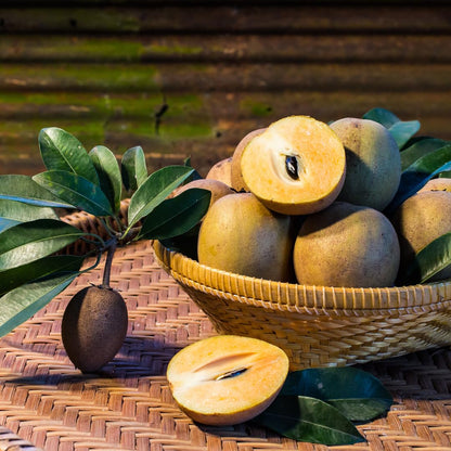 Sapodilla Tree Live Plant, Sweet Tropical Fruit Tree, 2–3 Feet Tall in 3 Gallon Pot, Ready for Outdoor Planting, No Ship to CA