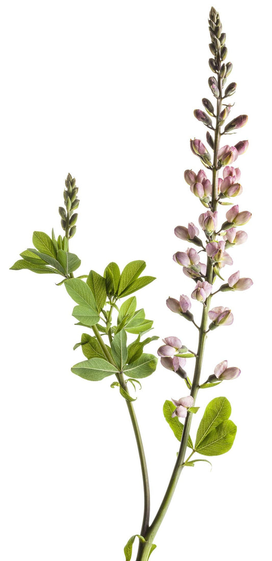 Proven Winners - Baptisia DECADENCE 'Pink Truffles' (False Indigo) Perennial, pink-lavender flowers, #1 - Size Container