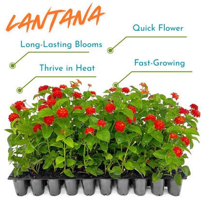 2 Red Lantana Plants Live Trees, Ready to Bloom, Hardy Long Blooming Seasons, Vibrant Colorful Perennial Fragrant, 5-10" in Tall, Full Sun Growing
