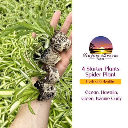 Spider Plant Variety Pack - 4 Spider Plants Live House Plants - Ocean, Hawaiian, Green, Bonnie Curly - Perfect for Home Garden & Office Decor - Ideal for Indoor Air Quality & Easy to Care
