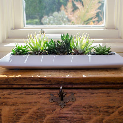 Altman Plants, Live Succulents Plants Live Window Plants (8PK), Live Indoor Plants Live Houseplants, Live Plants Indoor Cactus Plants Live, Succulent Plants House Plants Indoors Live in Succulent Soil