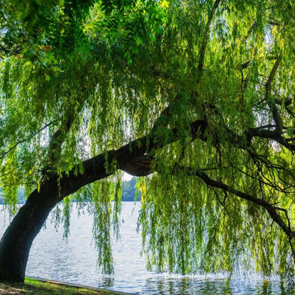 Set 2 Willow Plants Live Bare Root 1-2 Feet Tall, Dormant Willow Live Plants for Outdoor Garden Landscaping (Weeping Willow)