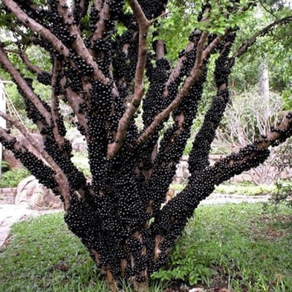 Black Jaboticaba Tree Live Plant, 1 Year Old Trees Seedling, 1 Feet Tall, Well Rooted, Jabuticaba Plants