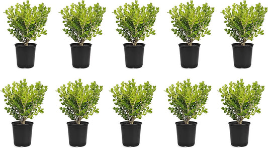 Japanese Boxwood | 10 Live 4 Inch Pots | Buxus Microphylla | Formal Evergreen Low Maintenance Hedge
