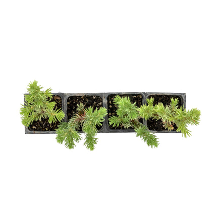 4 Blue Pacific Juniper in 3.5” Nursery Cubes (Juniperus conferta ‘Blue Pacific’) | Low-Growing Evergreen Groundcover for Slopes, Borders & Rock Gardens | Ready-to-Plant Live Starter Plants