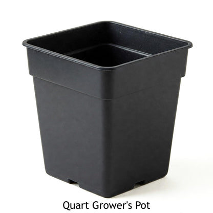 Easy to Grow Caper Bush 1 Plant - Potted Culinary Shrub in a Quart Pot, Summer Fragrant Flowers in Sun - Drought, Heat & Poor Soil Tolerant