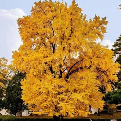 Ginkgo Tree Live Plant, Yellow Leaves, Hardy Gingko Tree, 8-10" Tall in Quart Pot for Planting