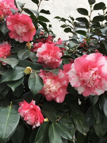Live Plant - Faith Variegatedunique Bloomcamellia Japonica-Live Starter Plant