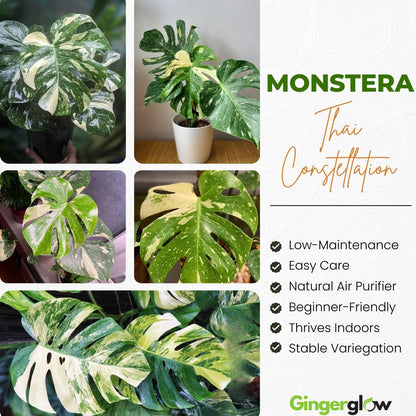 Monstera Thai Constellation Live Plant, 4" Potted Plant, Easy Care Variegated Greenery, Decorative Speckled Foliage for Desks and Bright Spaces