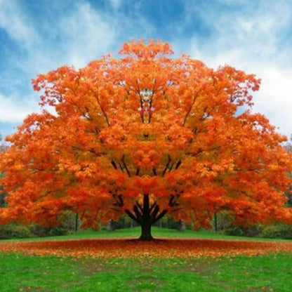 White Oak Trees for Planting | Live Tree Seedlings | No Ship to California (2 Trees)