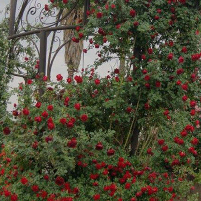 Heirloom Climbing Roses, Live Own Root Plant for Outdoor Garden, Cherry Garland™, Moderately Fragrant, Hardiness Zones 6-9, Continual Blooming