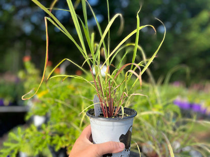 7 Lemon Grass Plants Live Outdoor, No Pot, Well-Rooted 4-8" Tall Lemon Grasses Live Plant for Outside, Starter Lemongrass Plant Indoor Outdoor Planting