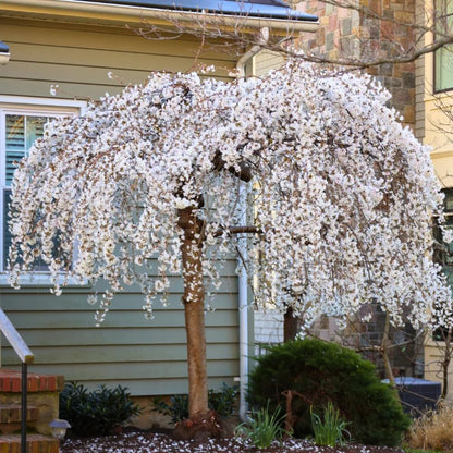 Cherry Blossom Tree, Live Ornamental Tree 6-12" Tall in Pot, Beautiful Spring Blooms for Outdoor Planting (Weeping Cherry Blossom)