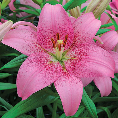 Easy to Grow Lilium Asiatic Tango Lily 'Pink Brush' Plant Bulbs (3 Pack) - Pink Flowering Blooms in Summer Gardens